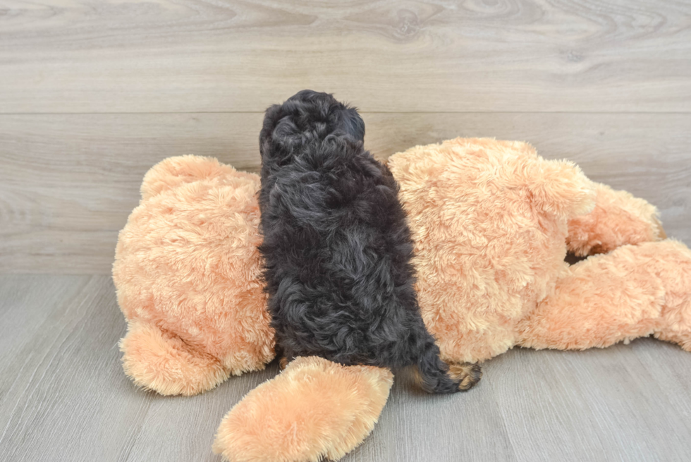 Happy Mini Aussiedoodle Baby