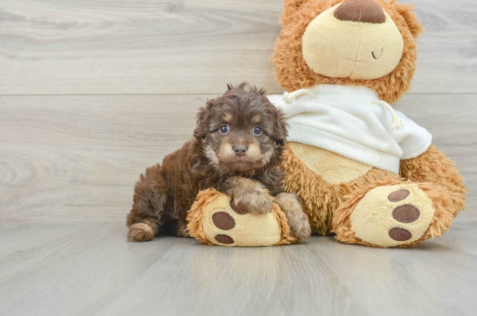 8 week old Mini Aussiedoodle Puppy For Sale - Puppy Love PR