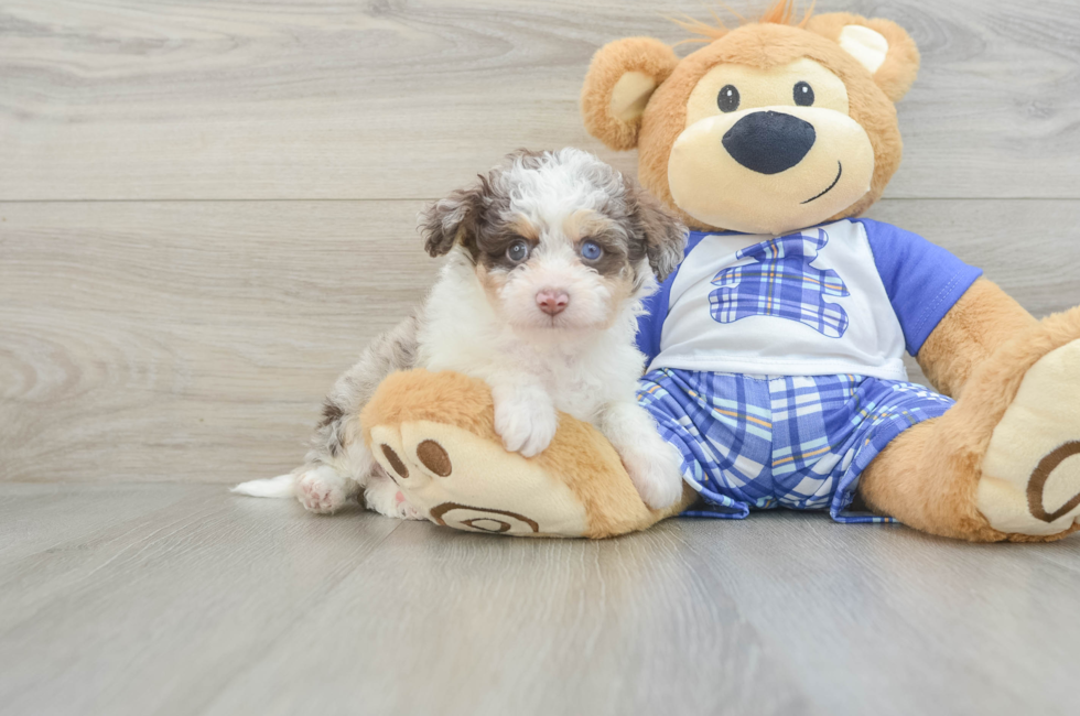 7 week old Mini Aussiedoodle Puppy For Sale - Puppy Love PR