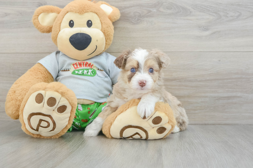 6 week old Mini Aussiedoodle Puppy For Sale - Puppy Love PR