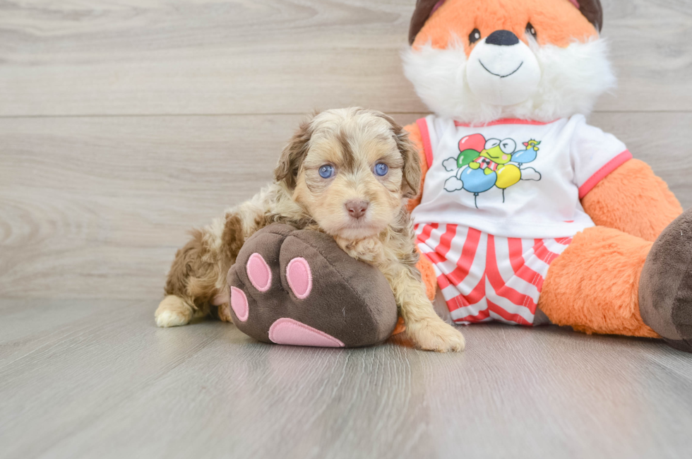6 week old Mini Aussiedoodle Puppy For Sale - Puppy Love PR