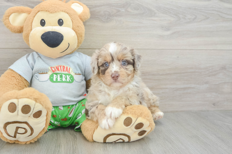 5 week old Mini Aussiedoodle Puppy For Sale - Puppy Love PR
