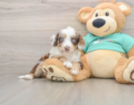 7 week old Mini Aussiedoodle Puppy For Sale - Puppy Love PR