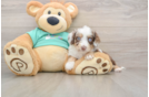 Little Mini Aussiepoo Poodle Mix Puppy