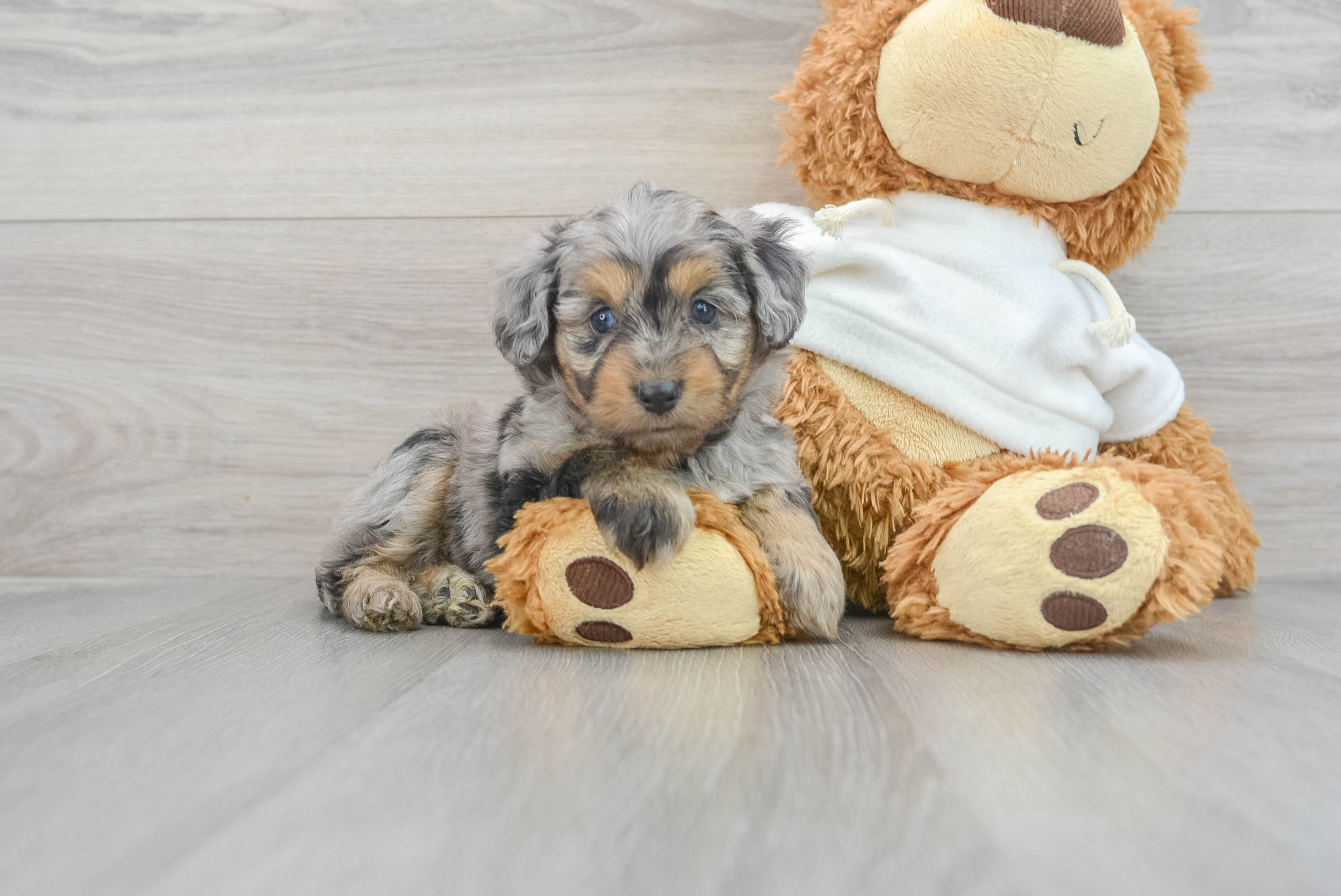 Adorable Aussiepoo Poodle Mix Puppy
