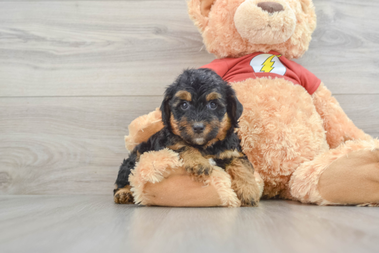 Meet Jodi - our Mini Aussiedoodle Puppy Photo 1/3 - Puppy Love PR Energetic Aussie Poo Poodle Mix Puppy