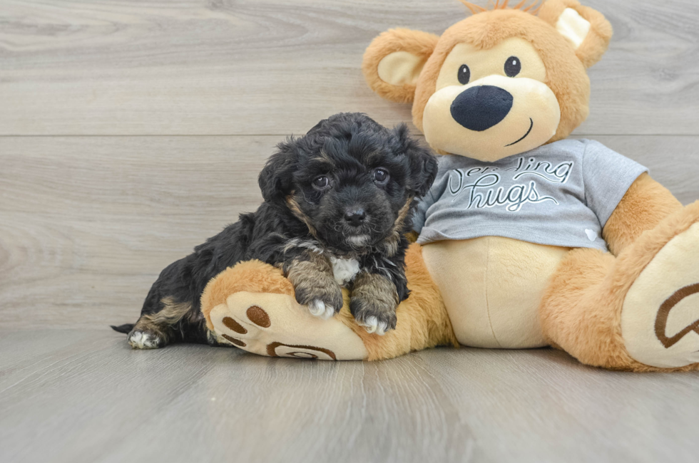 6 week old Mini Aussiedoodle Puppy For Sale - Puppy Love PR