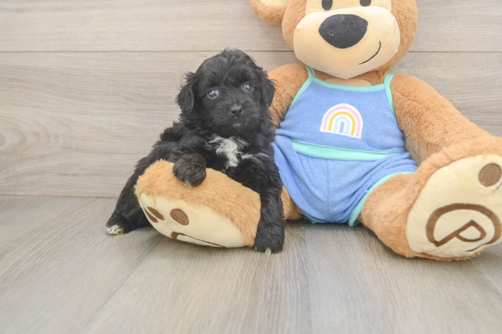 Mini Aussiedoodle Pup Being Cute