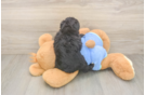 Best Mini Aussiedoodle Baby