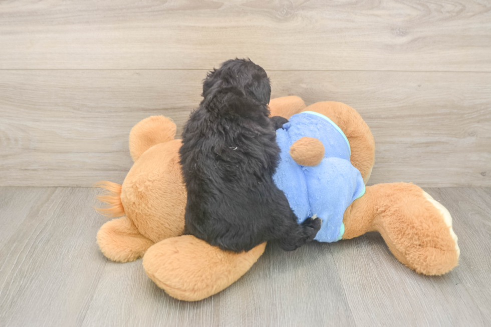 Best Mini Aussiedoodle Baby