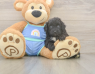 7 week old Mini Aussiedoodle Puppy For Sale - Puppy Love PR