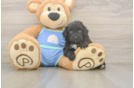Energetic Aussie Poo Poodle Mix Puppy