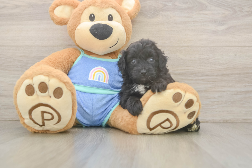 Energetic Aussie Poo Poodle Mix Puppy