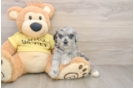 Energetic Aussie Poo Poodle Mix Puppy