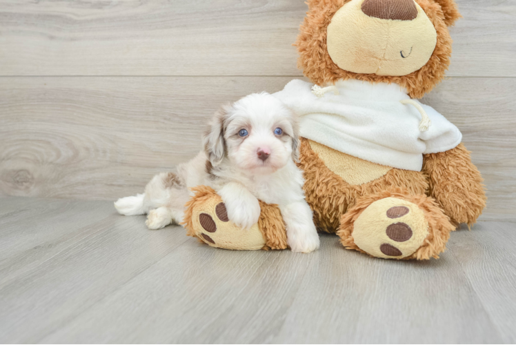 Happy Mini Aussiedoodle Baby