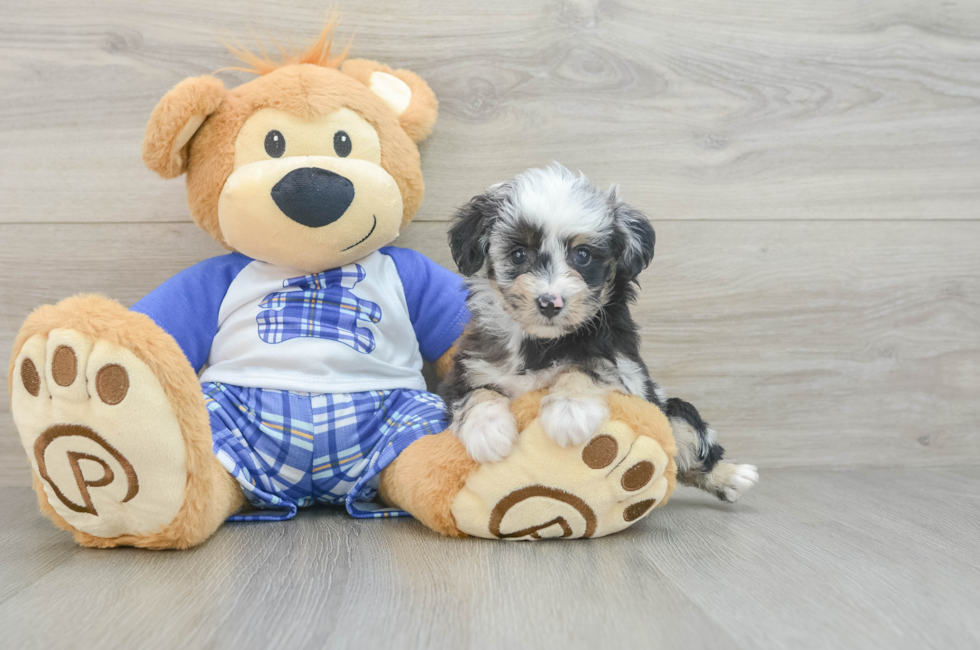 7 week old Mini Aussiedoodle Puppy For Sale - Puppy Love PR