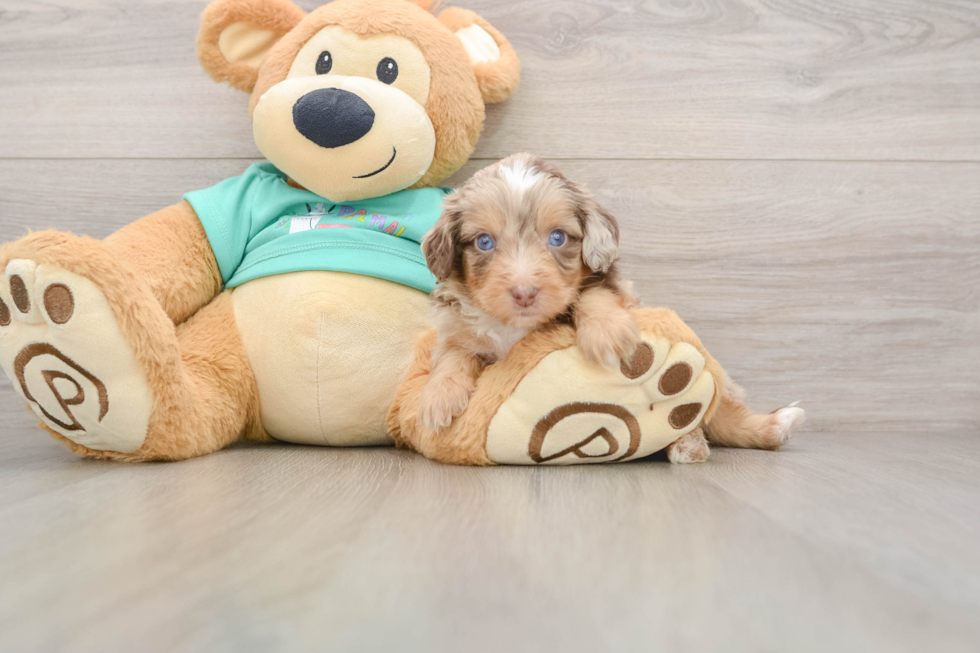 Small Mini Aussiedoodle Baby