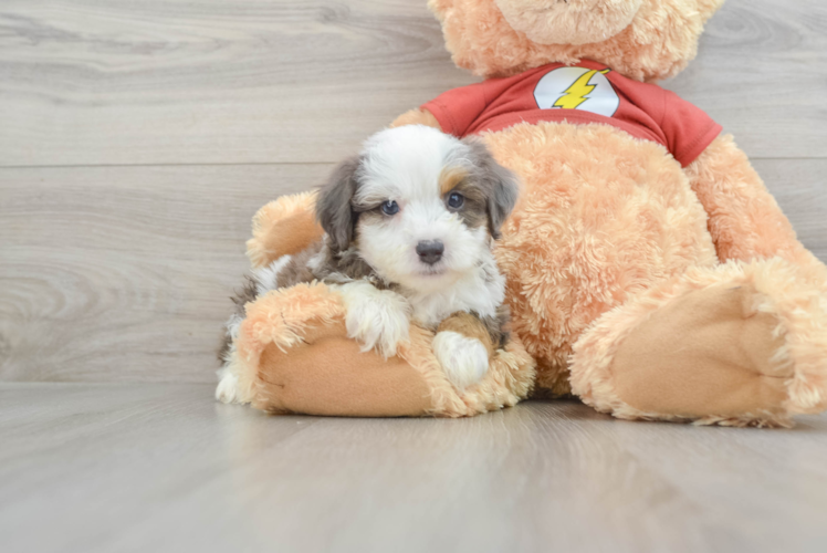 Fluffy Mini Aussiedoodle Poodle Mix Pup