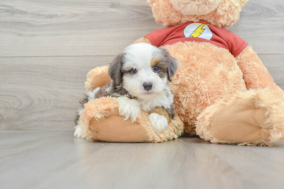 Fluffy Mini Aussiedoodle Poodle Mix Pup