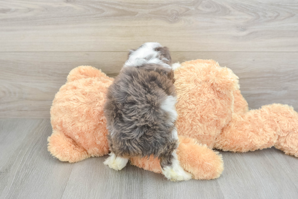 Playful Mini Aussiepoodle Poodle Mix Puppy