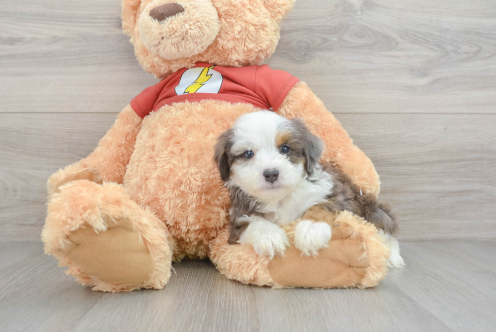 Sweet Mini Aussiedoodle Baby