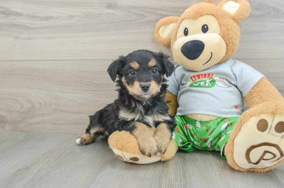 6 week old Mini Aussiedoodle Puppy For Sale - Puppy Love PR