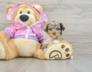8 week old Mini Aussiedoodle Puppy For Sale - Puppy Love PR