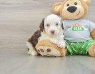 7 week old Mini Aussiedoodle Puppy For Sale - Puppy Love PR