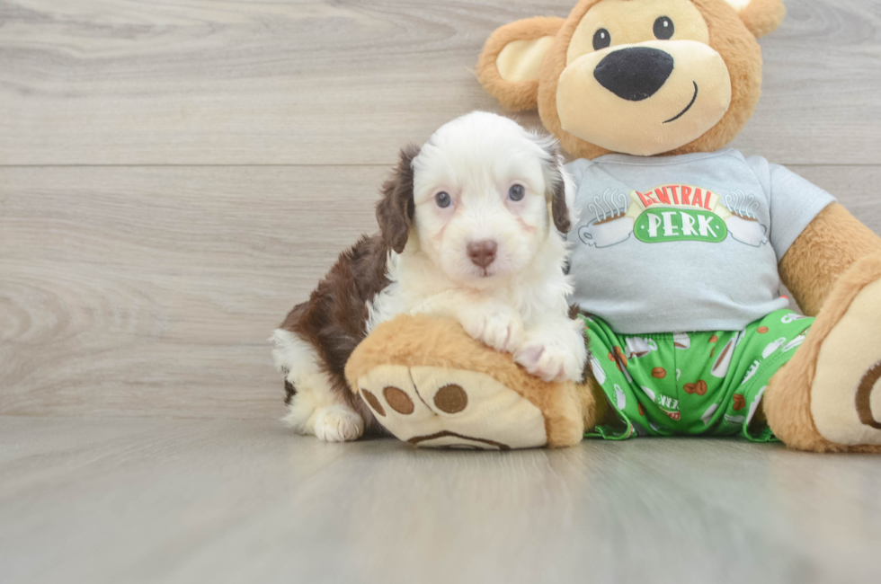 5 week old Mini Aussiedoodle Puppy For Sale - Puppy Love PR
