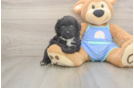 Happy Mini Aussiedoodle Baby