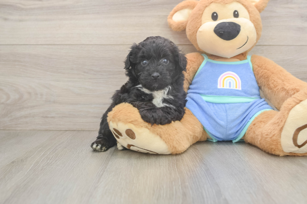 Happy Mini Aussiedoodle Baby