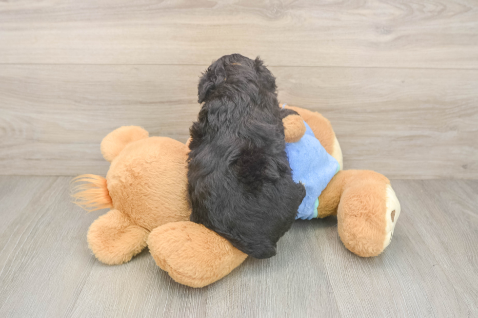 Mini Aussiedoodle Pup Being Cute