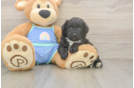 Best Mini Aussiedoodle Baby