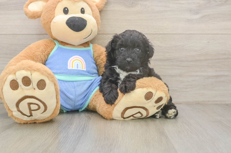 5 week old Mini Aussiedoodle Puppy For Sale - Puppy Love PR