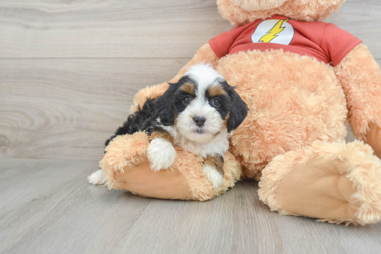 Meet Jonnie - our Mini Aussiedoodle Puppy Photo 1/3 - Puppy Love PR Cute Mini Aussiedoodle Baby