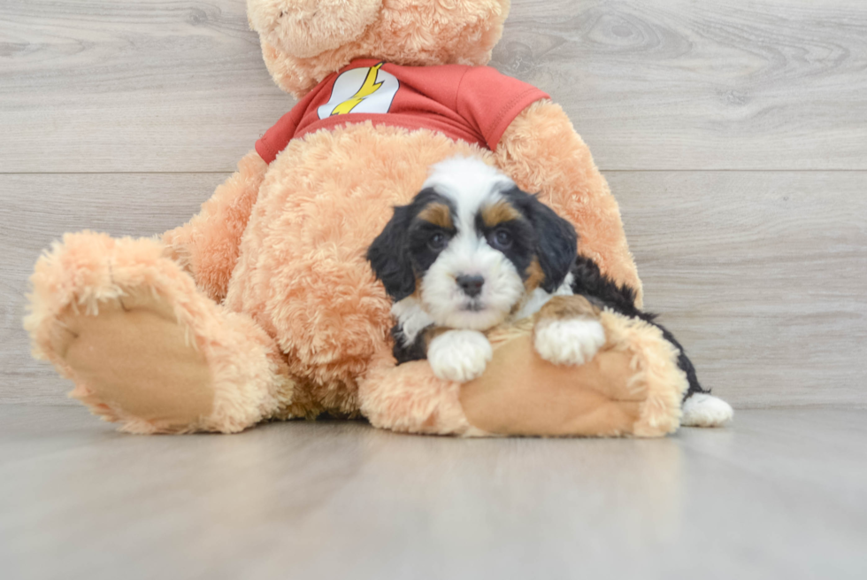 Best Mini Aussiedoodle Baby