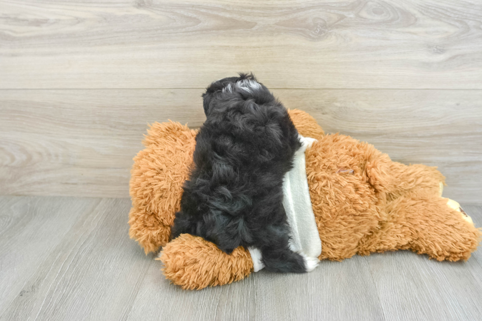 Smart Mini Aussiedoodle Poodle Mix Pup