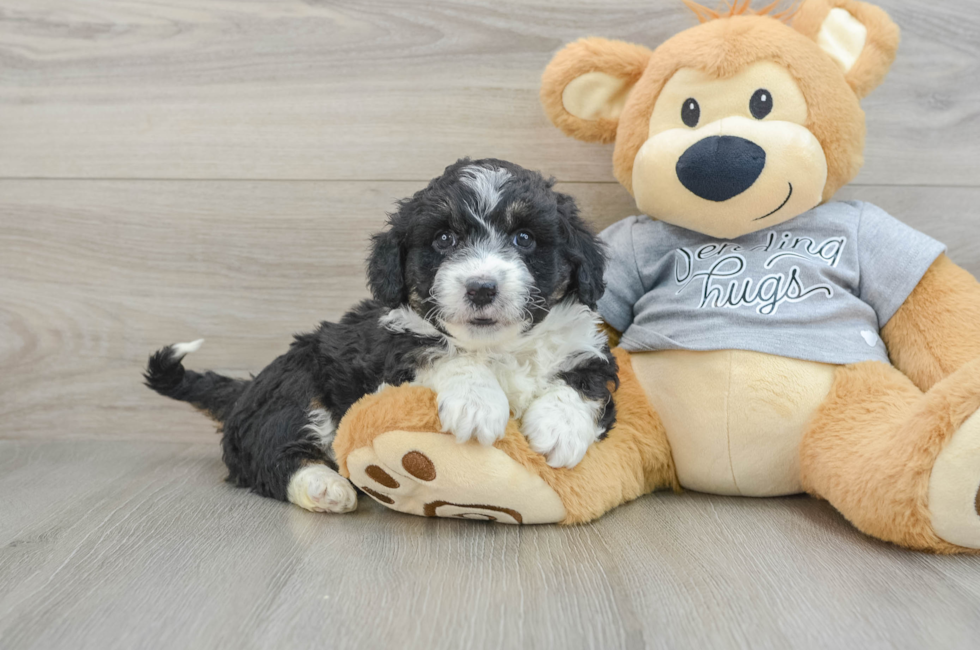 6 week old Mini Aussiedoodle Puppy For Sale - Puppy Love PR