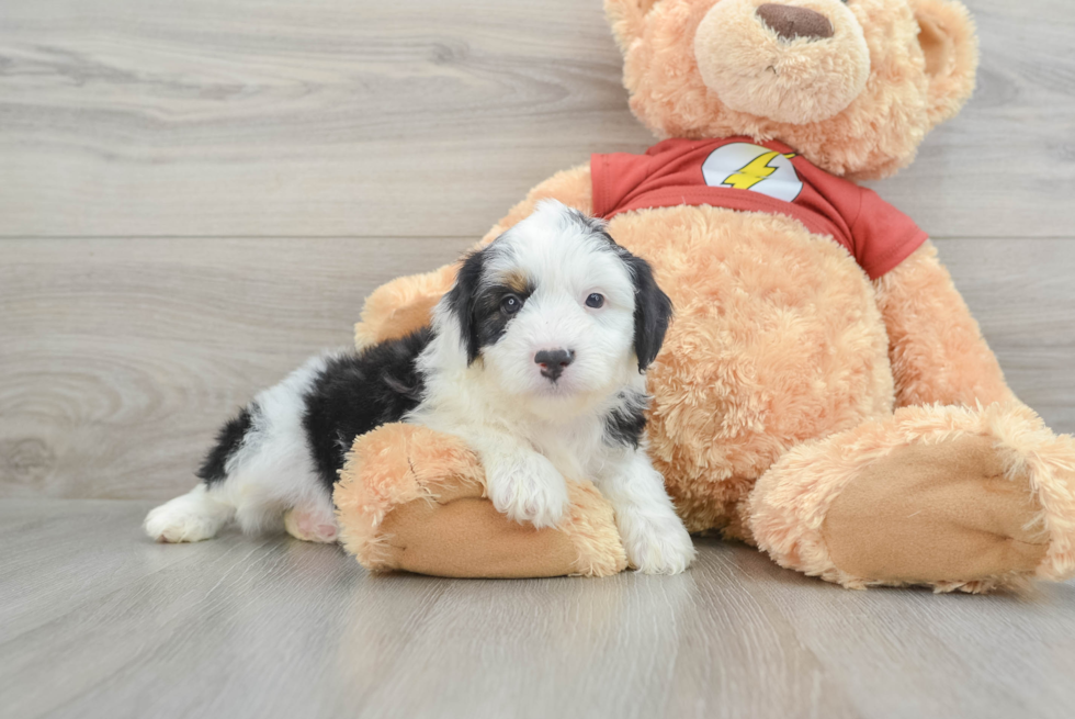 Friendly Mini Aussiedoodle Baby