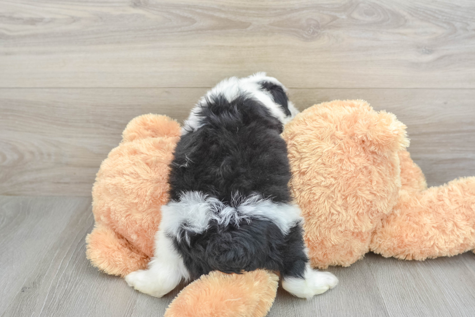 Playful Mini Aussiepoodle Poodle Mix Puppy