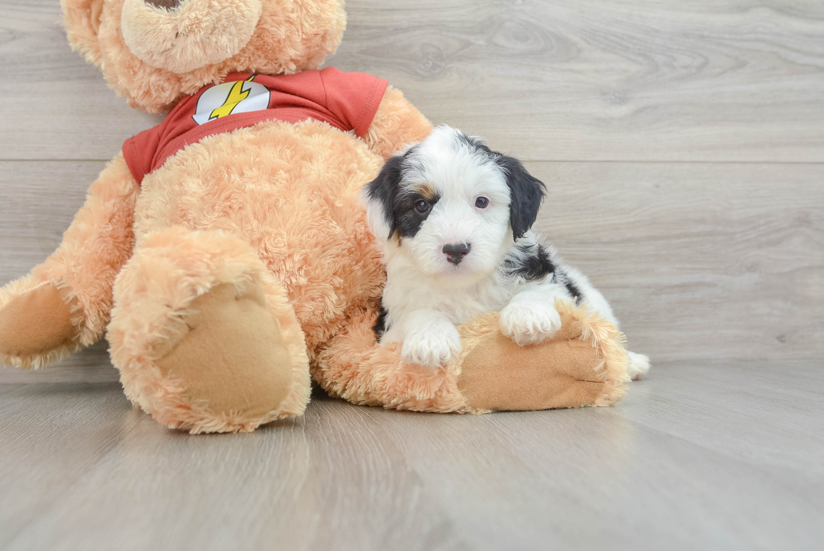 Friendly Mini Aussiedoodle Baby