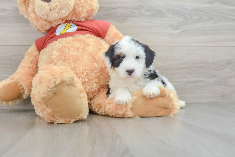 Meet Jorah - our Mini Aussiedoodle Puppy Photo 1/3 - Puppy Love PR Friendly Mini Aussiedoodle Baby