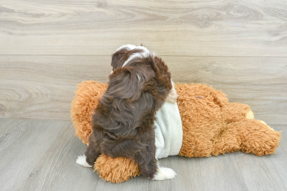 Fluffy Mini Aussiedoodle Poodle Mix Pup