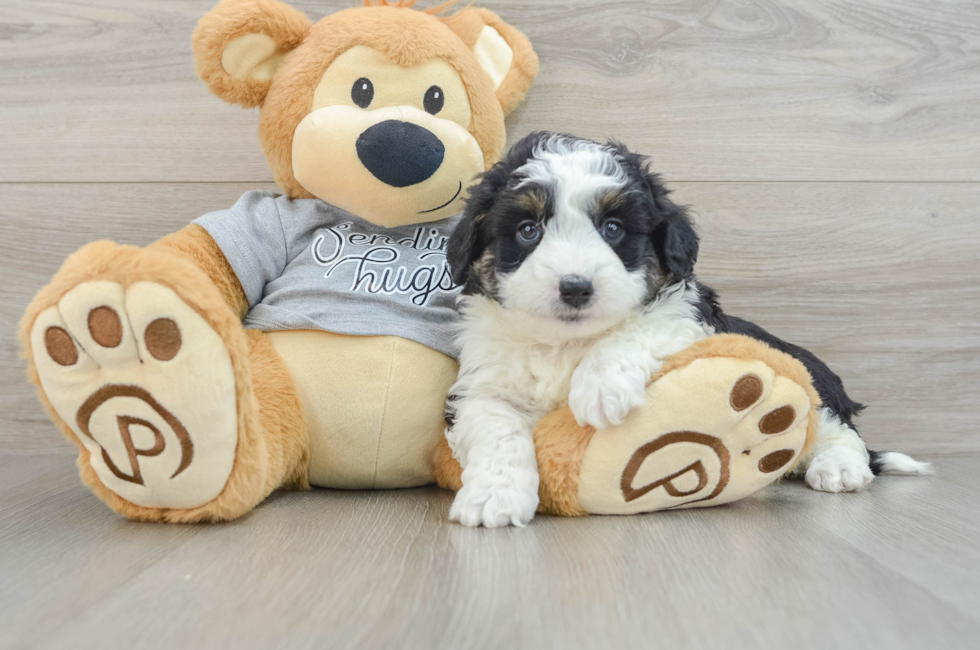 6 week old Mini Aussiedoodle Puppy For Sale - Puppy Love PR