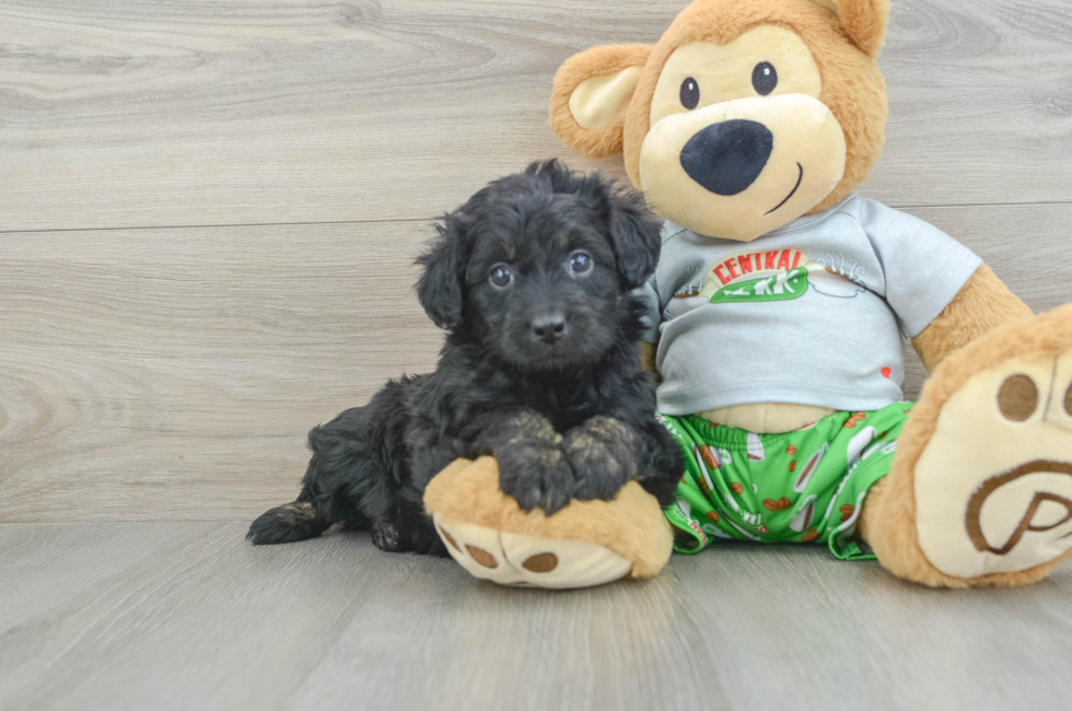 6 week old Mini Aussiedoodle Puppy For Sale - Puppy Love PR