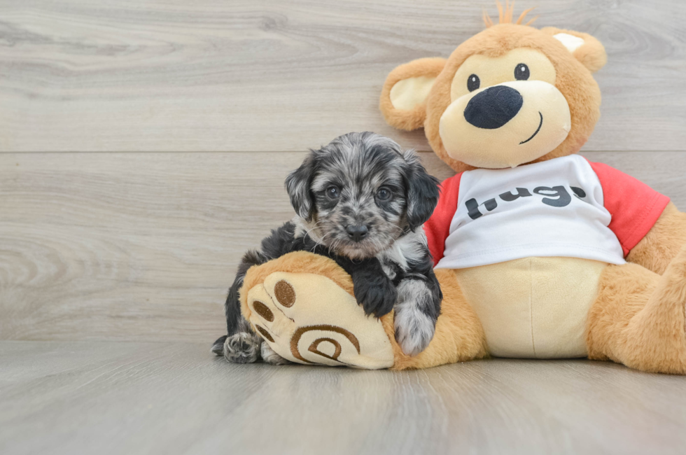 6 week old Mini Aussiedoodle Puppy For Sale - Puppy Love PR