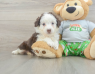 7 week old Mini Aussiedoodle Puppy For Sale - Puppy Love PR