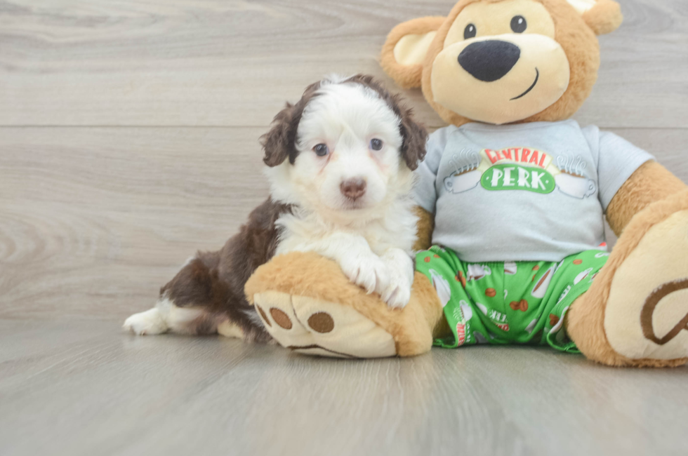 5 week old Mini Aussiedoodle Puppy For Sale - Puppy Love PR