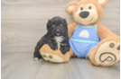 Hypoallergenic Aussiepoo Poodle Mix Puppy