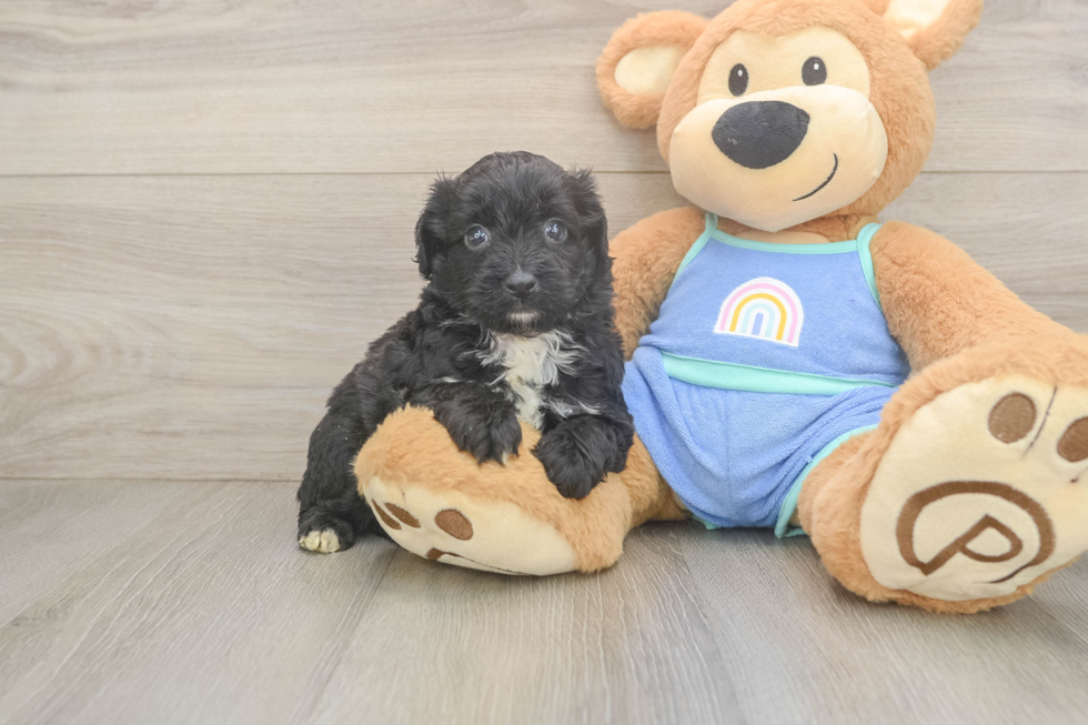 Hypoallergenic Aussiepoo Poodle Mix Puppy